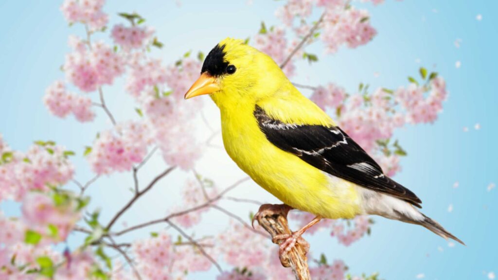 How to Identify The Lesser Goldfinch and American Goldfinch