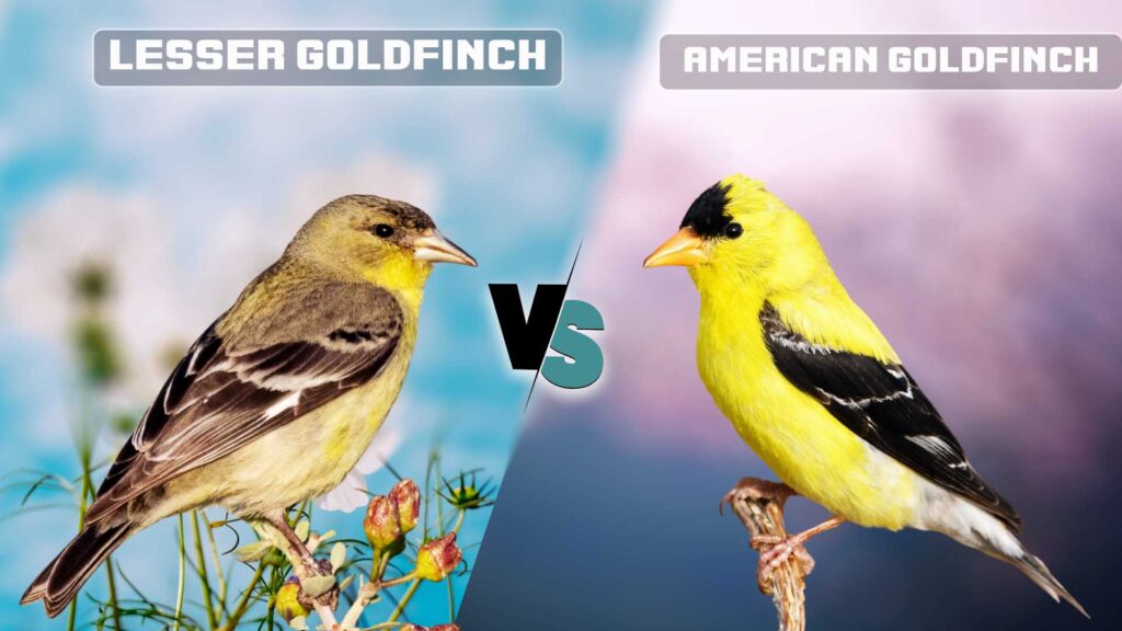 Lesser Goldfinch vs American Goldfinch
