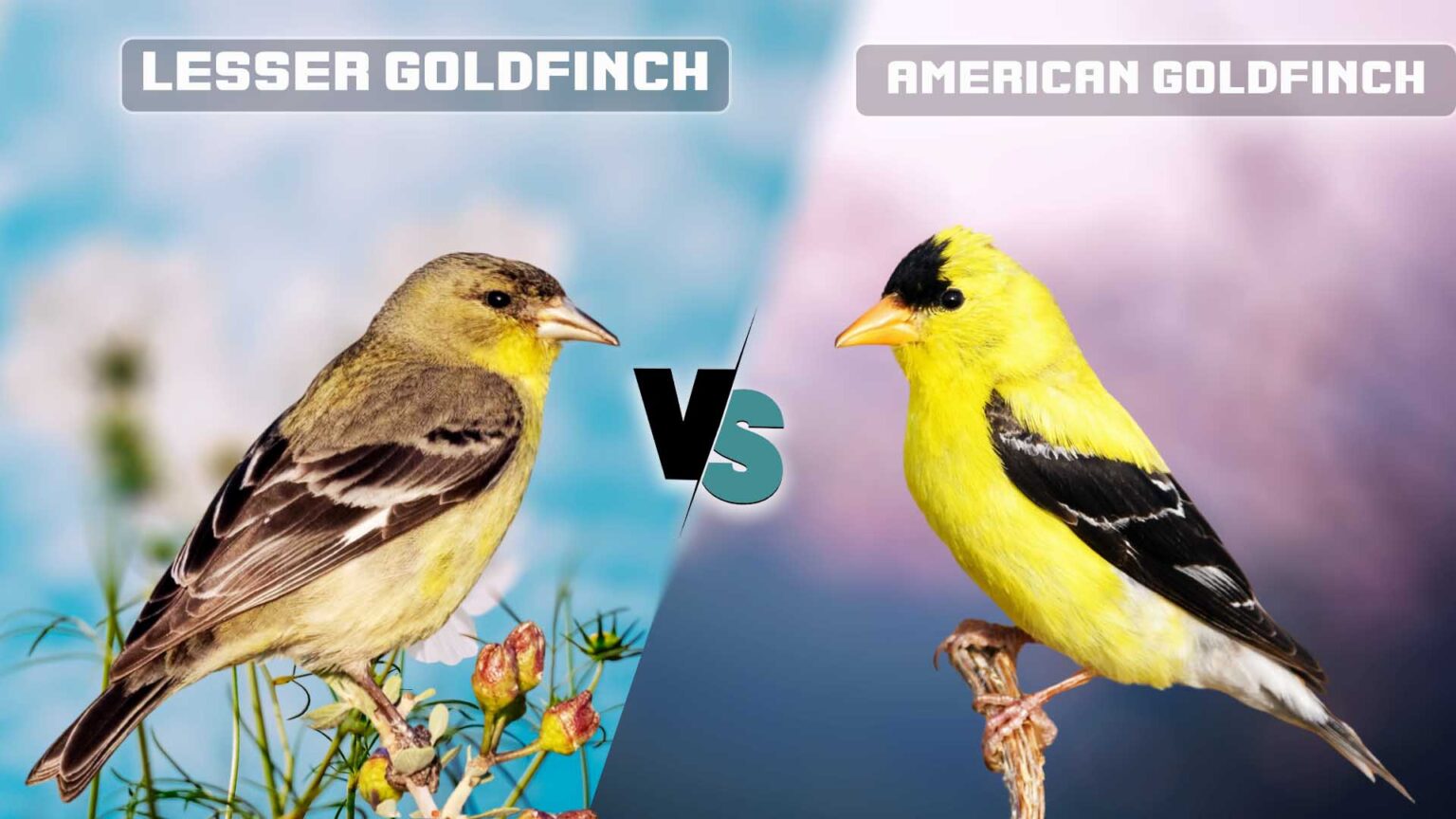 Lesser Goldfinch vs American Goldfinch: What Are Differences?