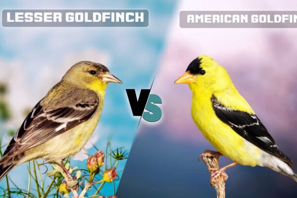 Lesser Goldfinch vs American Goldfinch