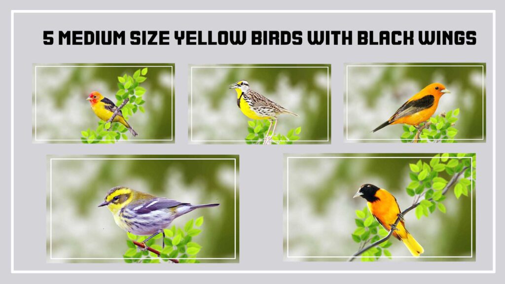 5 Medium Size Yellow Birds with Black Wings 