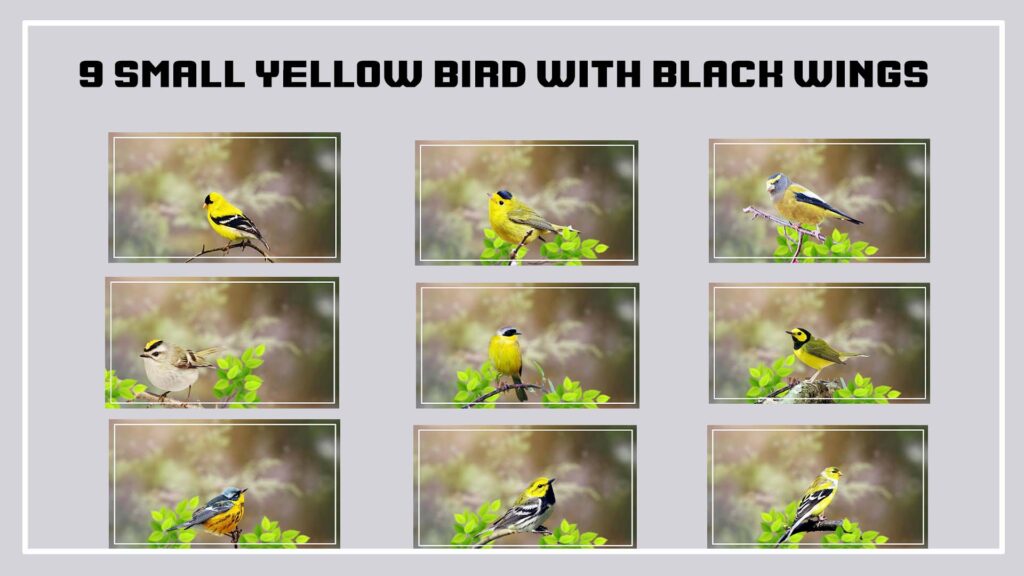 7 Small Yellow Birds With Black Wings 