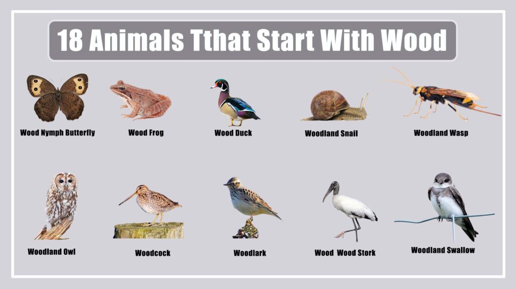 Animals Tthat Start With Wood