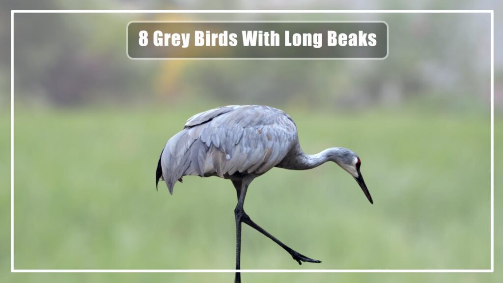 Grey Birds With Long Beaks