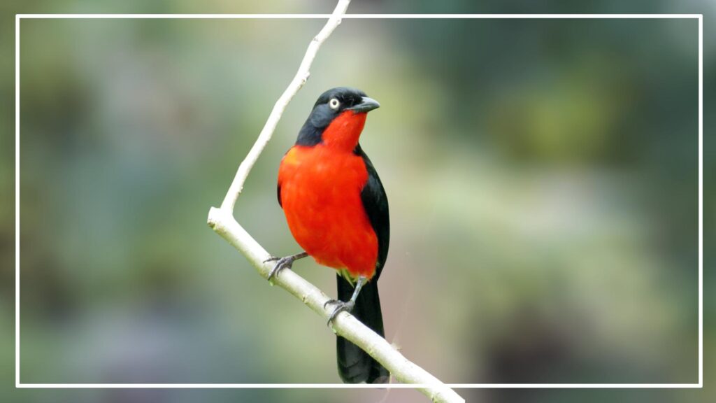 The Black-headed Gonolek is a red and black bird that has black head and red body 