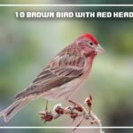 Brown Birds With Red Heads