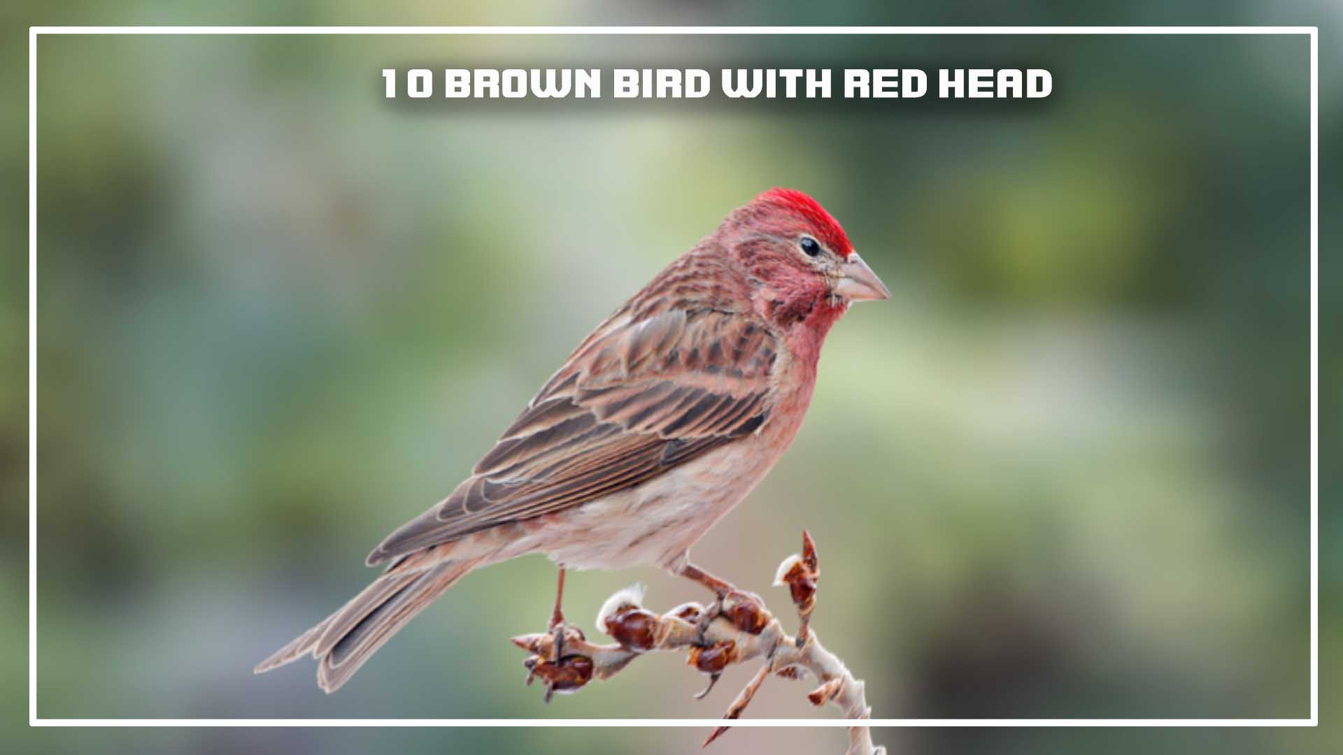 Brown Birds With Red Heads