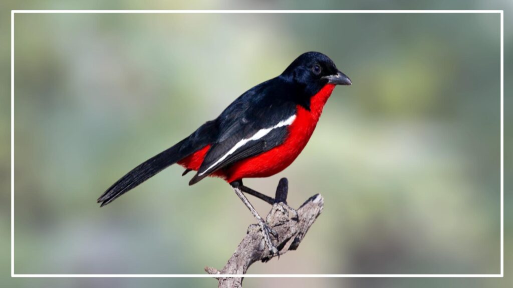 Crimson-breasted Shrike is a black and red bird