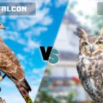 Falcon vs Owl: What Are Differences?