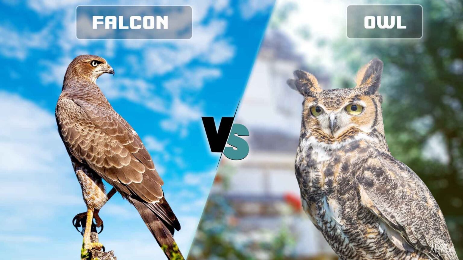 Falcon Vs Humans Falcon vs Owl: What Are Differences?