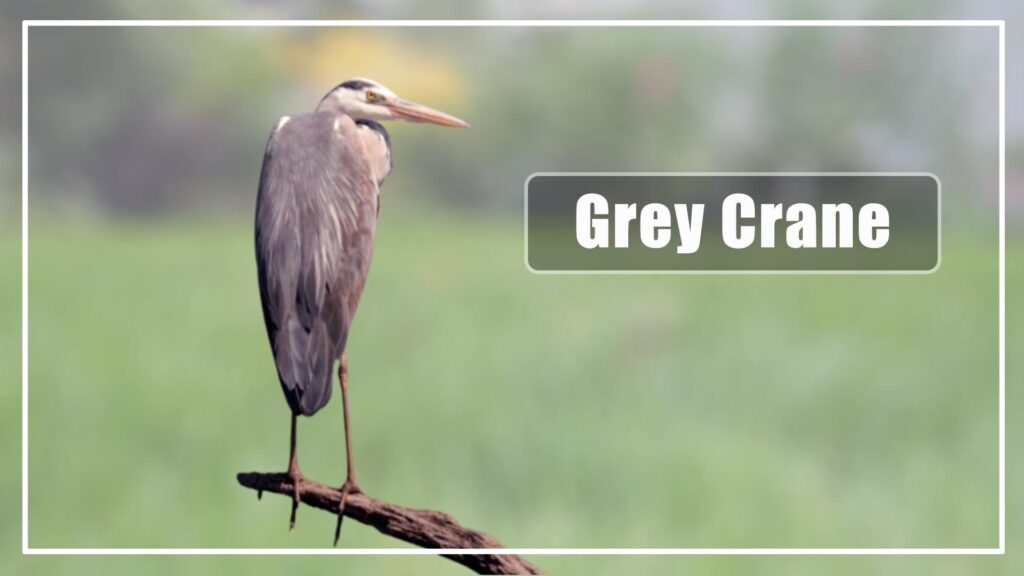 The grey Crane is a Grey Bird With Long leg