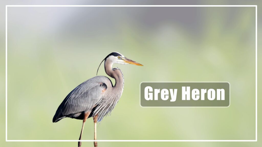 Grey Heron is a Grey Bird With Long Beaks