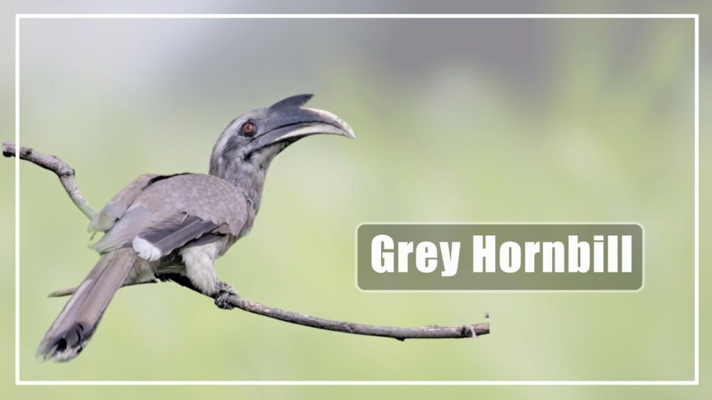 The Hornbill is a Grey Bird With Long Beaks