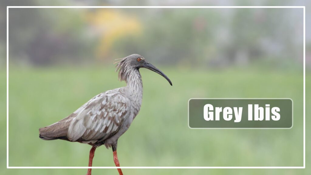 The Grey Ibis is a Grey Bird With Long Beak and long leg