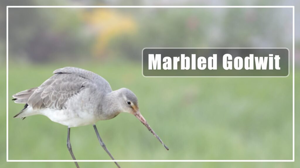 The Marble Godwite is a grey bird with long beak 