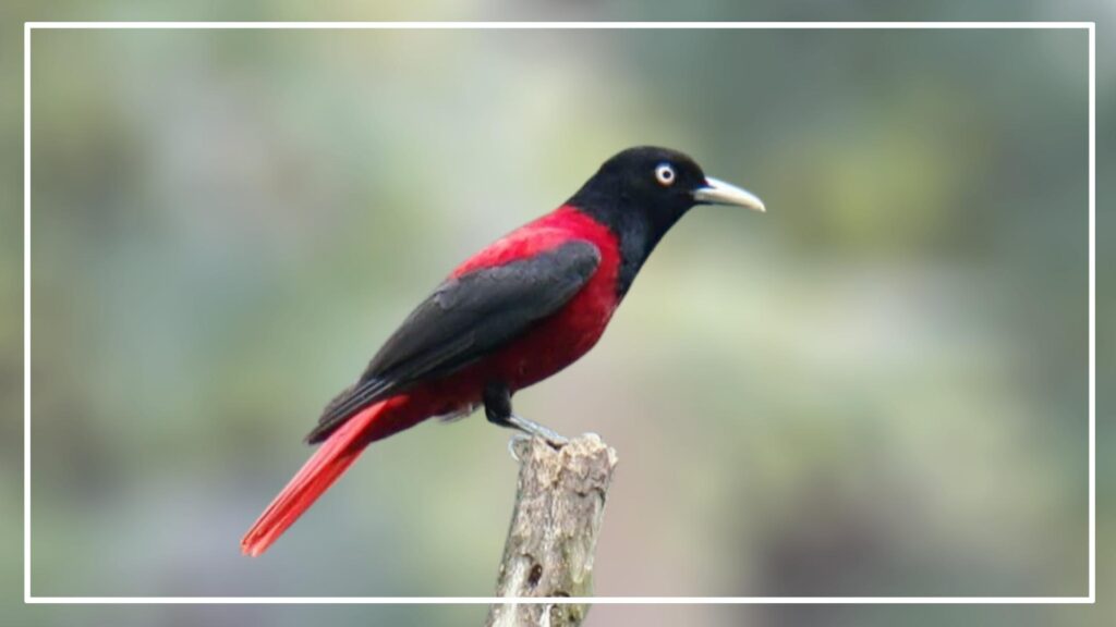 Maroon Oriole is a black and red birds that has black head. 