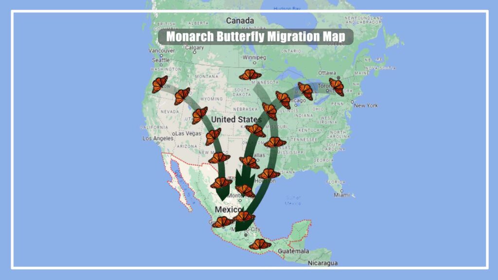 Monarch Butterfly Migration Map