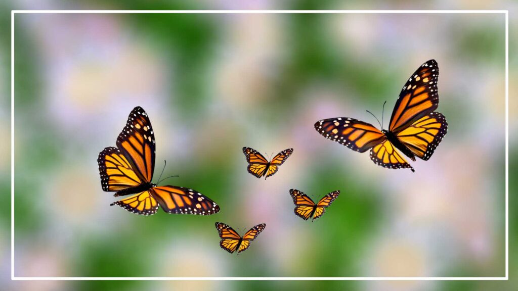 Monarch Butterfly Migration process 