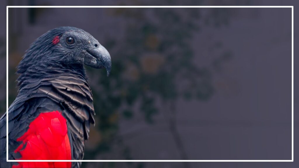 Pesquet’s Parrot is a red and black bird. It has black head. 