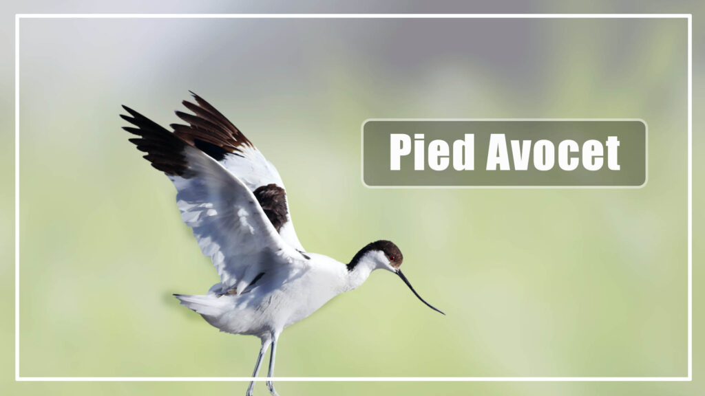 Pied Avocet is a medium size bird with long beak 
