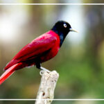 Bird with black head with red body