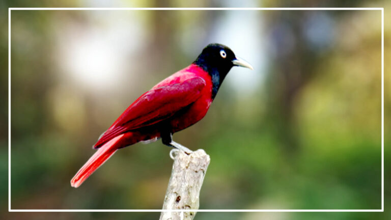 Bird with black head with red body