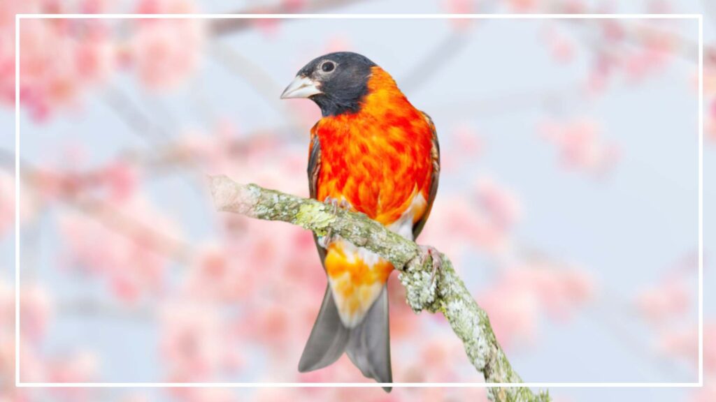 The red Siskin is a red and black bird that face and head is black 
