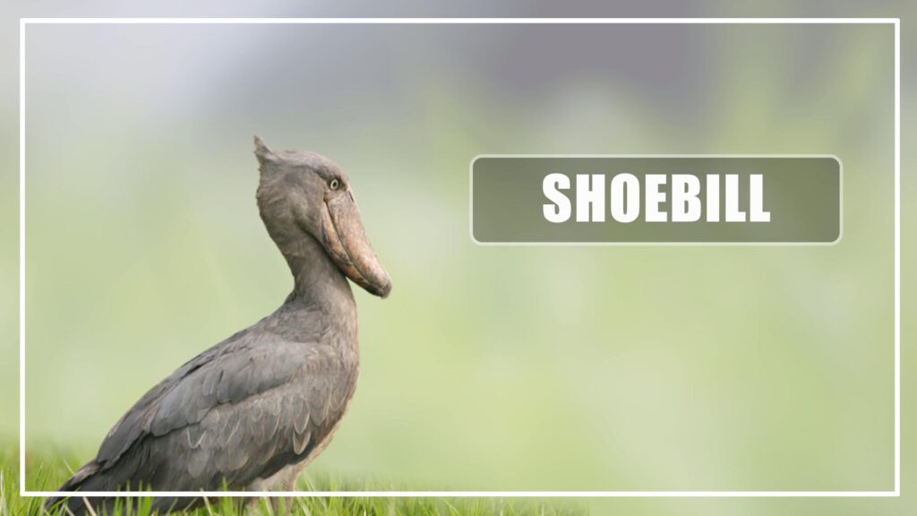 Shoebill is a Grey Bird With Long Beaks