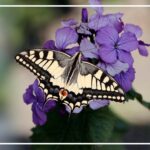 Swallowtail butterflies typically lay eggs during the warmer months of spring and summer.