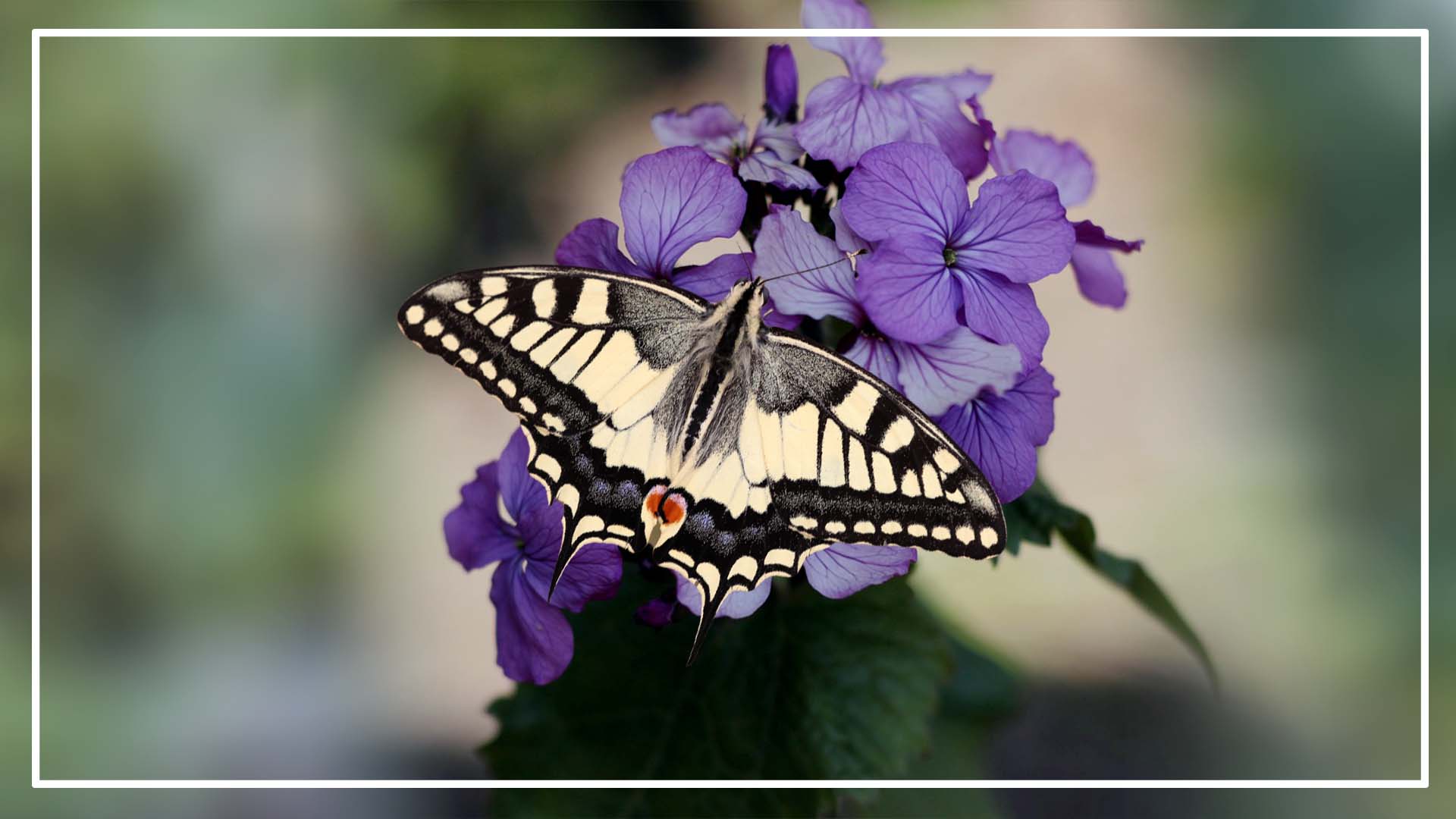 Swallowtail butterflies typically lay eggs during the warmer months of spring and summer.