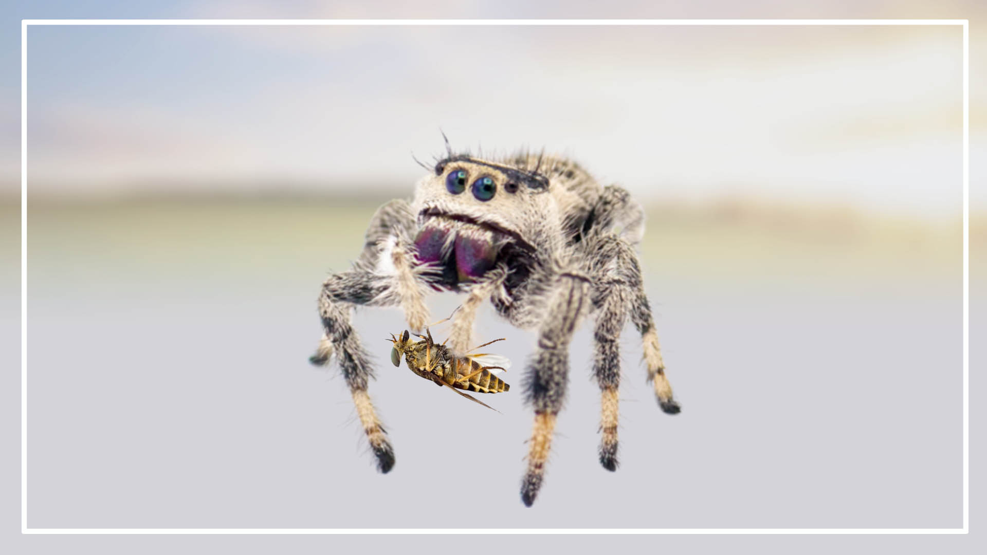Will Jumping Spiders Eat Dead Insects