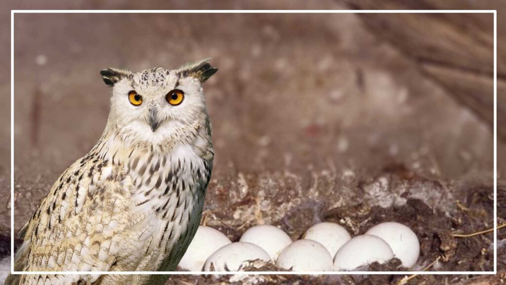 can you eat owl eggs