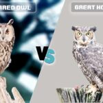 long eared owl vs great horned owl