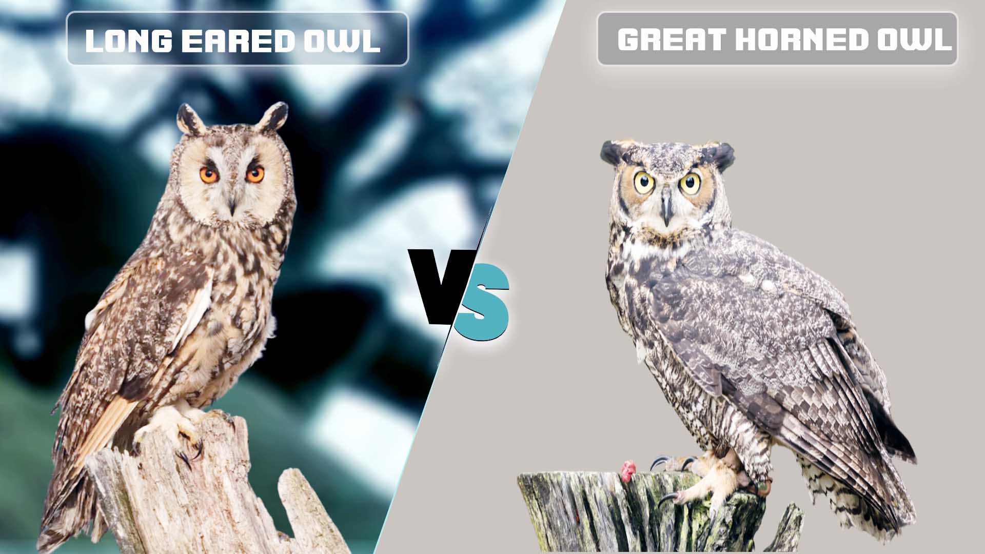 long eared owl vs great horned owl