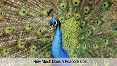 How Much Does A Peacock Cost