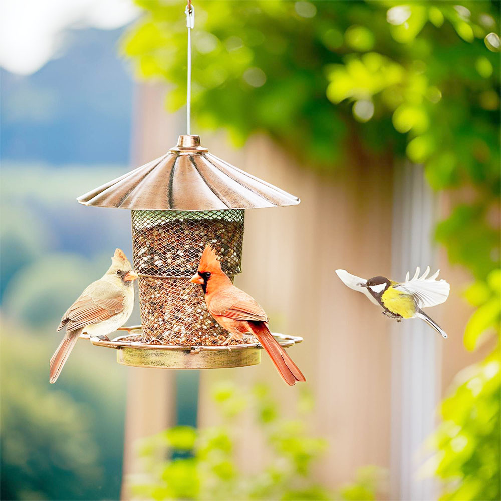 attract cardinals bird feeder