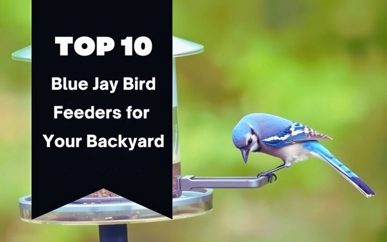 A selection of the best Blue Jay bird feeders for your backyard