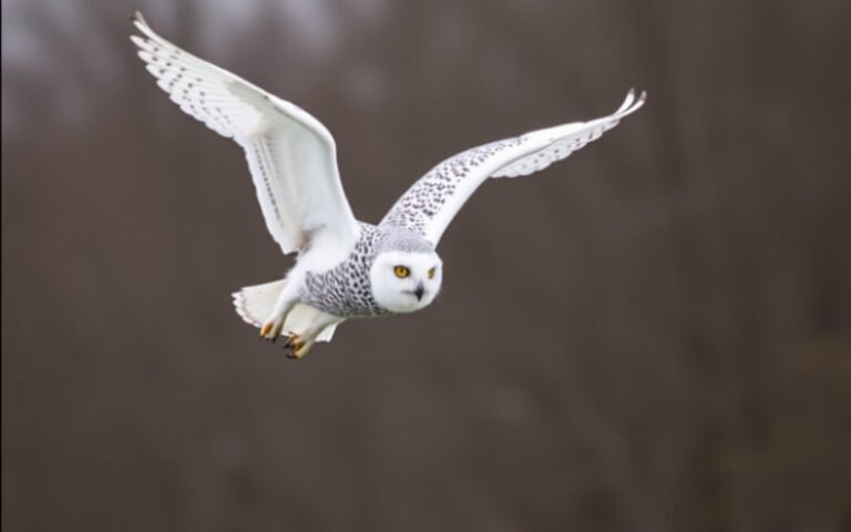Snowy Owl bird Facts, habitat  with 15 Amazing Pictures 