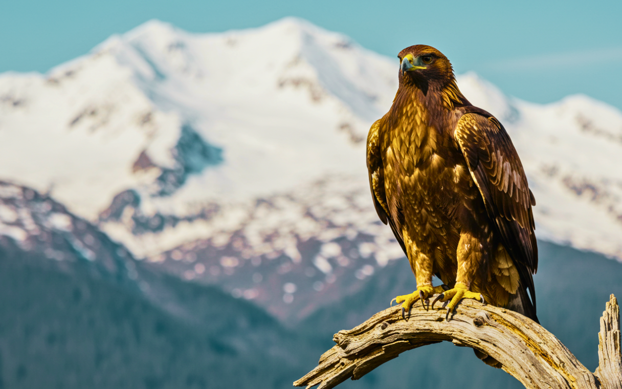 Golden Eagle Lifespan How Long Do Golden Eagles Live