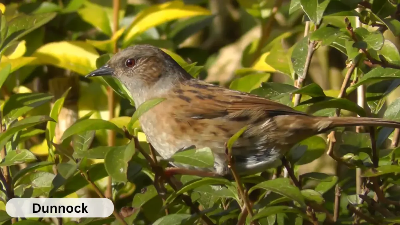 20 Small Brown Birds Identification Habitat And Behavior 20 Small Brown Birds Identification Habitat And Behavior