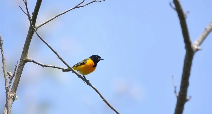 Orchard Oriole (FemaleImmature Male)