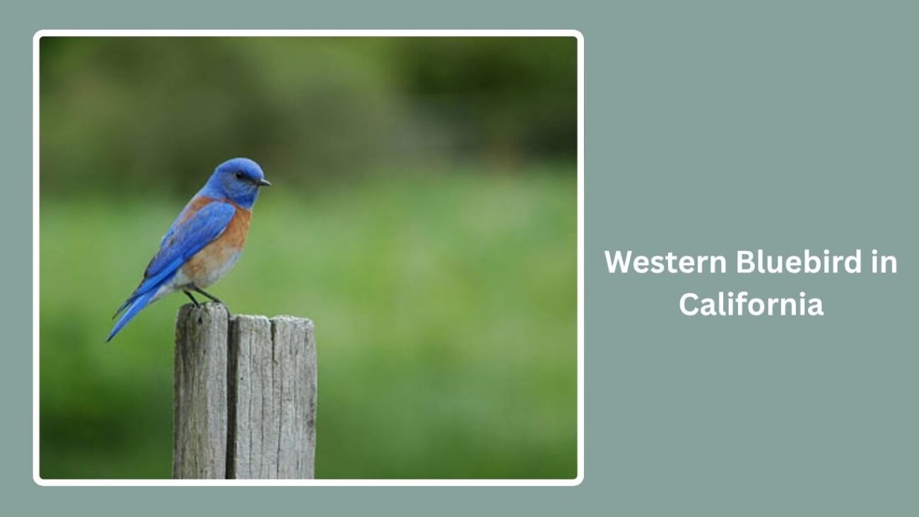 Western Bluebird in California