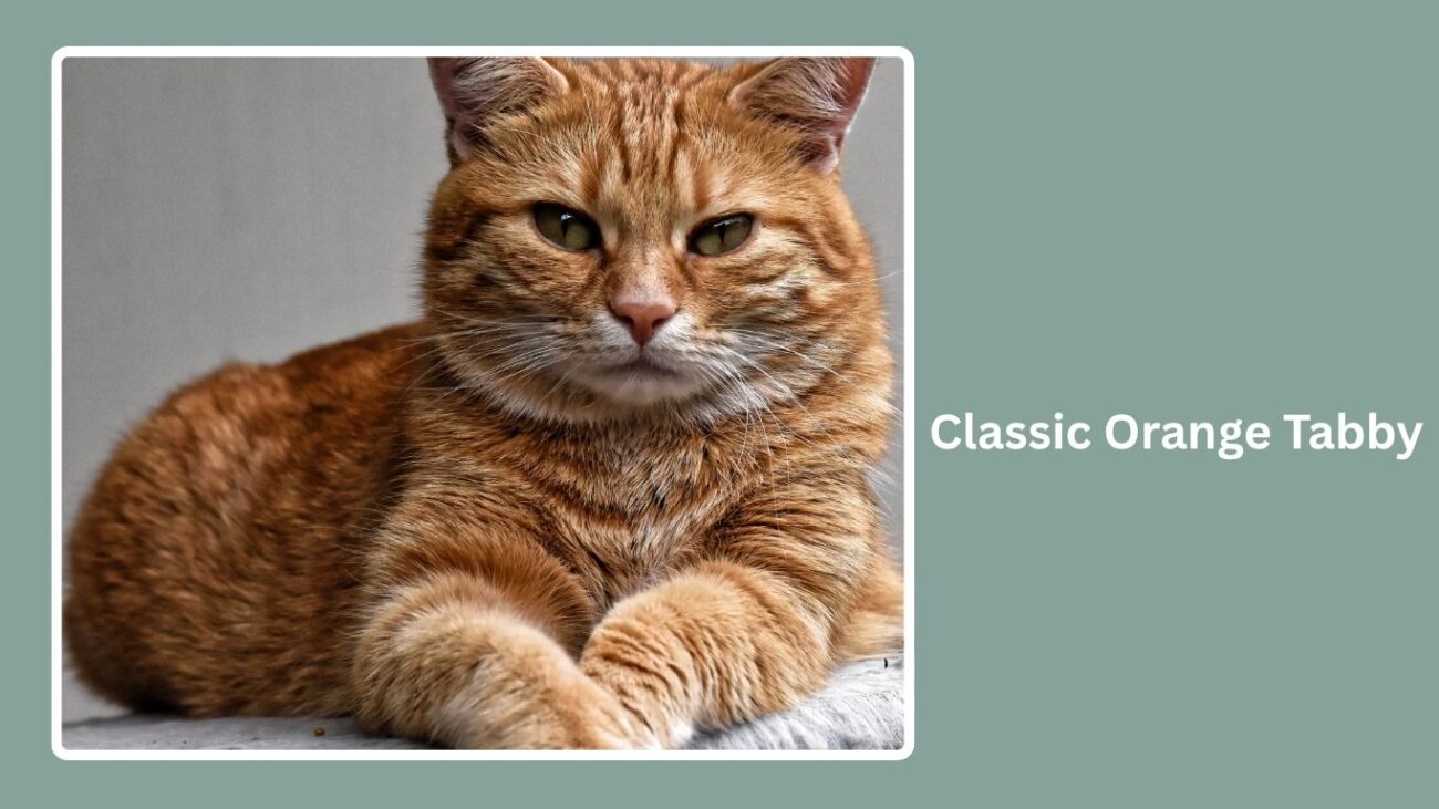 Classic Orange Tabby