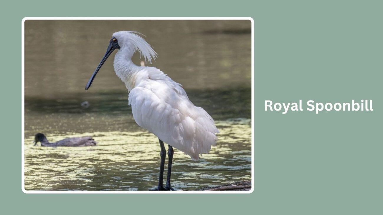 Royal Spoonbill