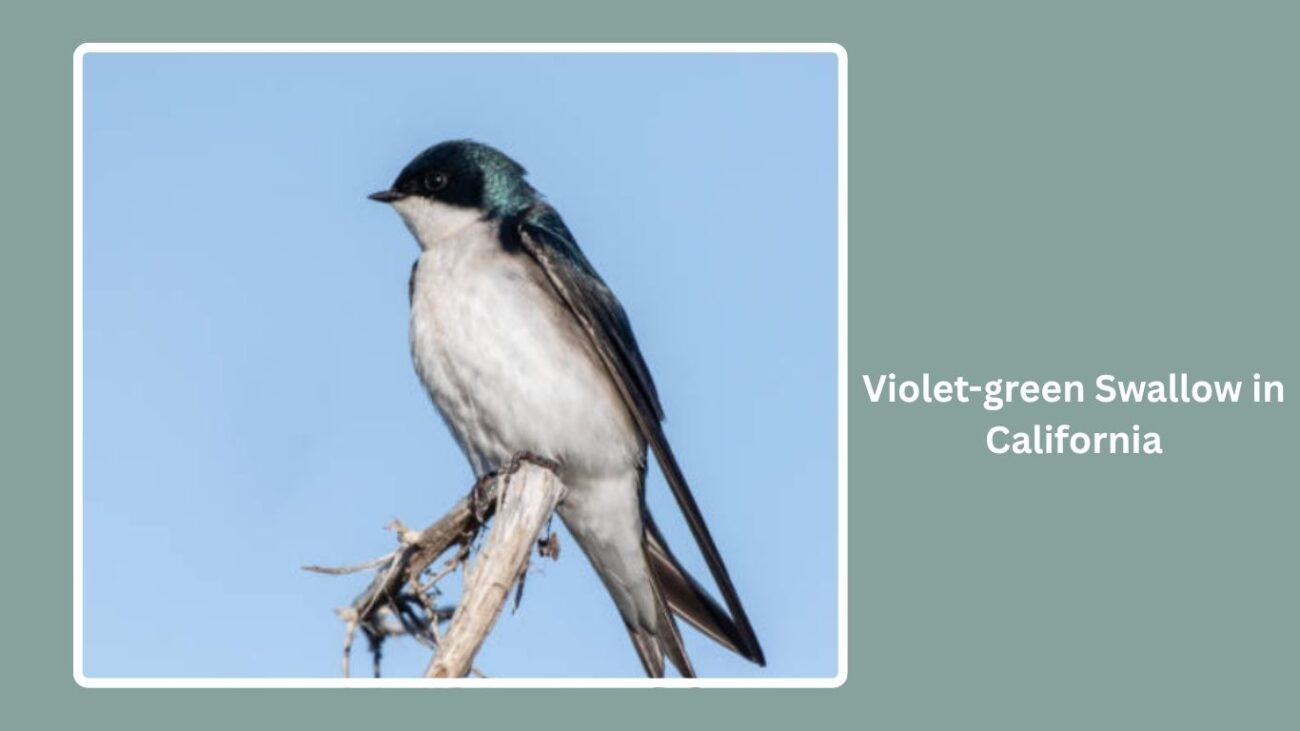Violet-green Swallow