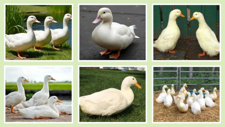 10 Types of Pekin Ducks Identification With Pictures 