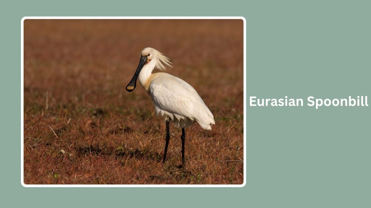 Eurasian Spoonbill