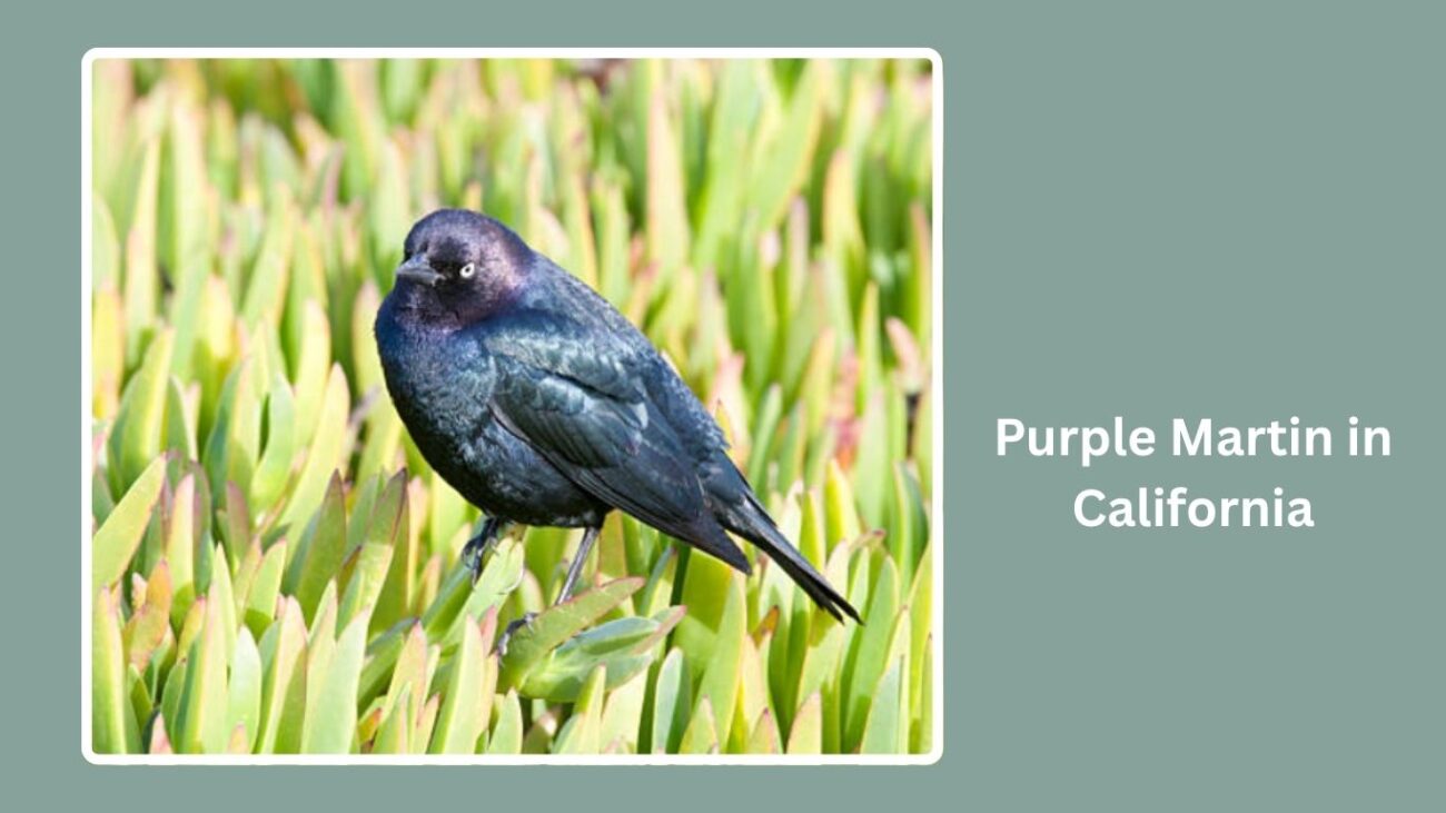 Purple Martin