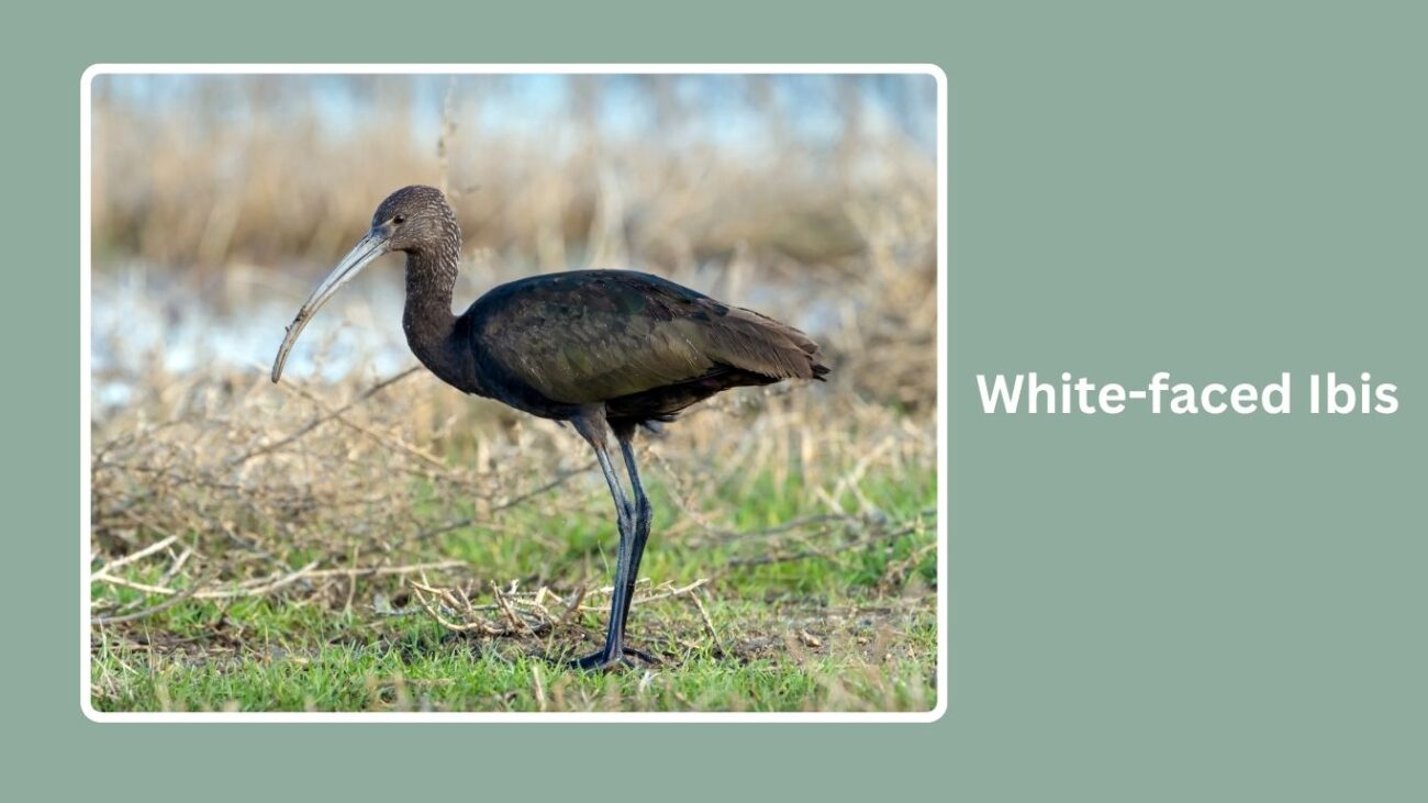 White-faced Ibis