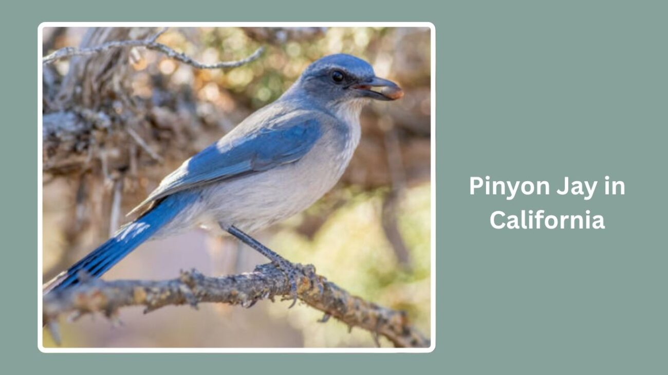 Pinyon Jay